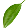 تیکه اجیل 4